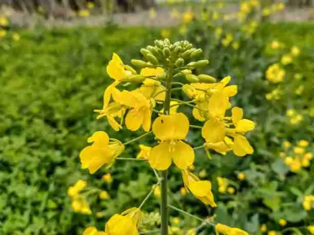 Mustard Green Flowers - Food for Guinea Pigs