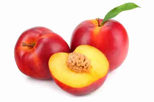 Yellow Nectarines - Food for Guinea Pigs