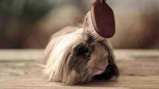 Grooming Guinea Pig with a Brush