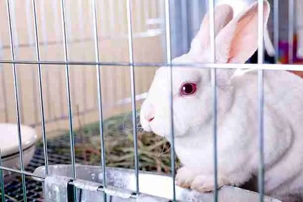 Rabbit Living Indoors in a Big Cage