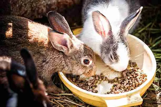 Two Rabbits Eating Together