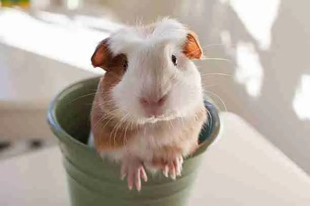 Guinea Pig - A Great Pet to Have