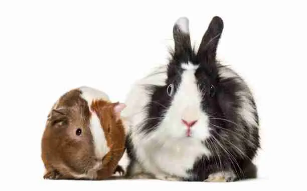 Guinea Pig and Rabbit Together