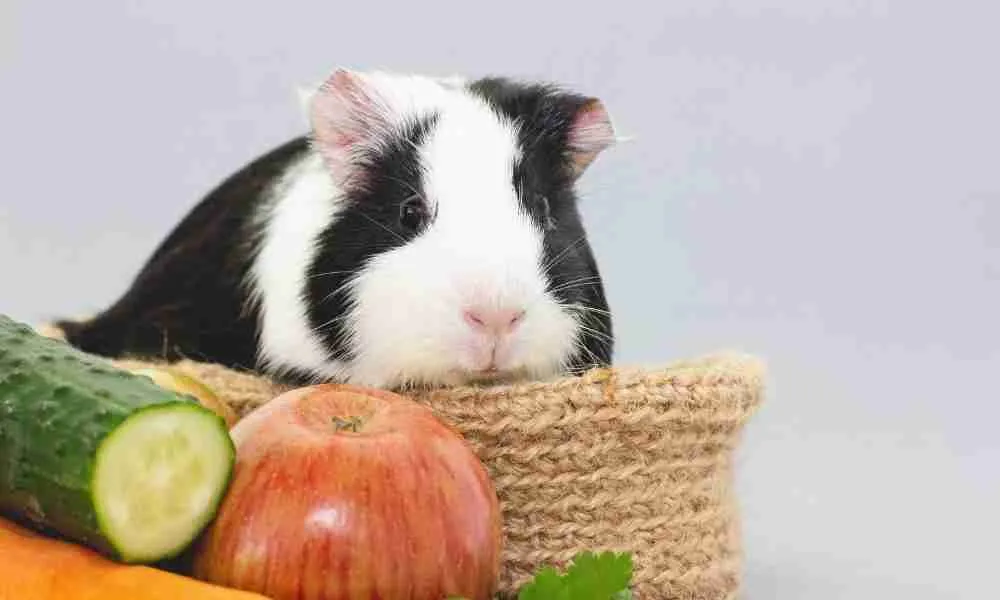 Are Guinea Pigs Expensive Pets - Blog Title