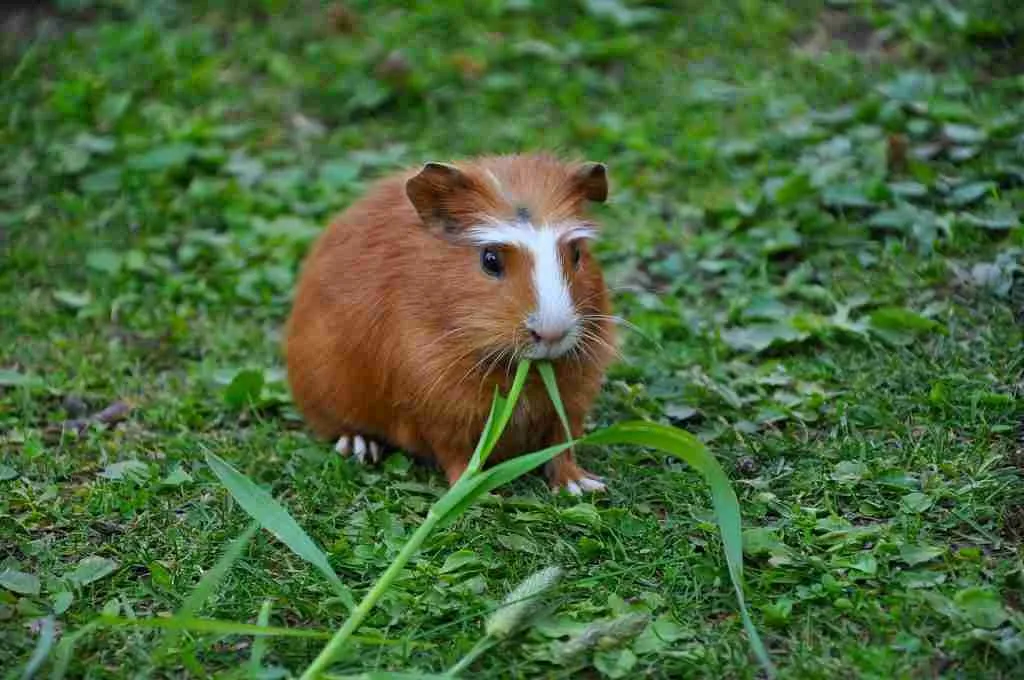 A guinea pig eating grass instead of hay