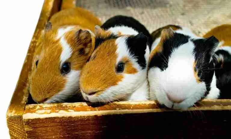 Can Guinea Pigs Litter Box Trained - Blog