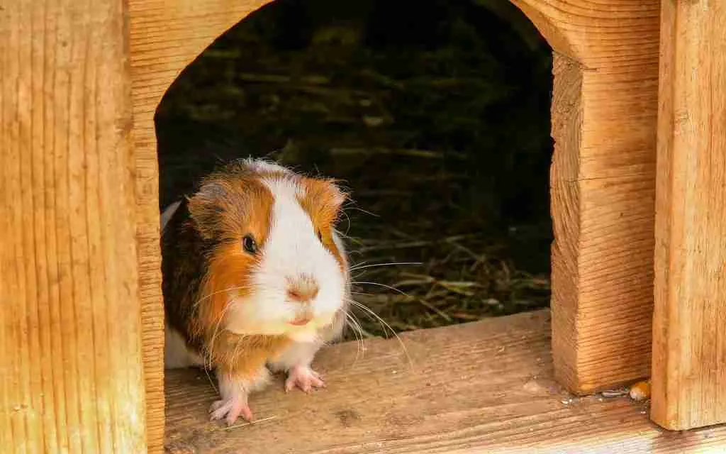 A Guinea Pig In An Indoor Cage