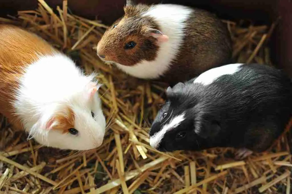 3 Guinea Pigs Eating Hay