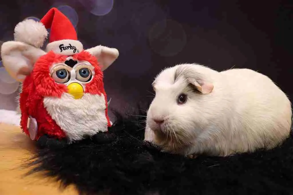 A Guinea Pig With His Toy