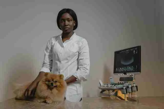 A picture showing a veterinarian to estimate the cost of guinea pigs' vet visits