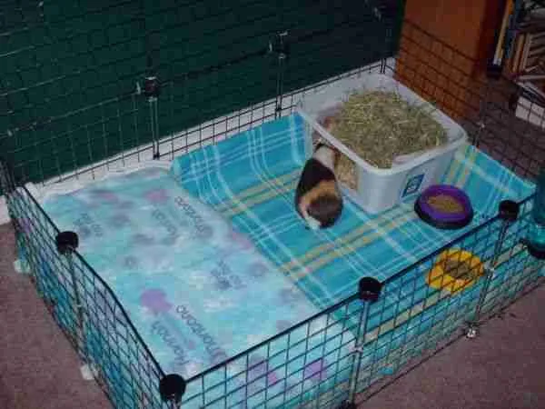 A picture of litter box inside a cage for litter training guinea pigs