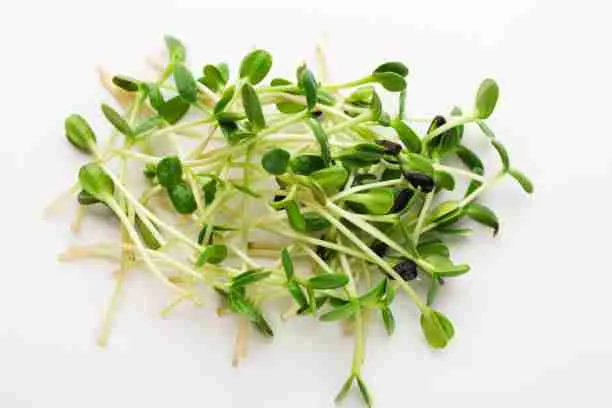 Clover Sprouts - Food for Guinea Pigs