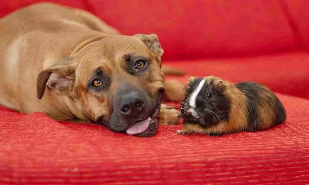 guinea pig and a dog hearing a sound