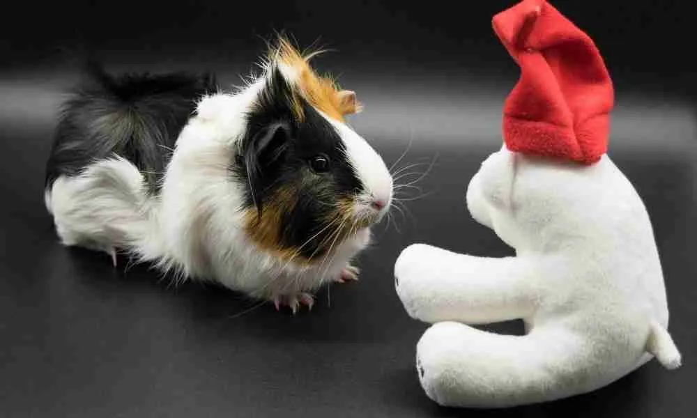 guinea pigs with a squeaky toy