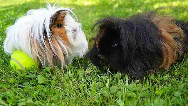 two long coat guinea pigs