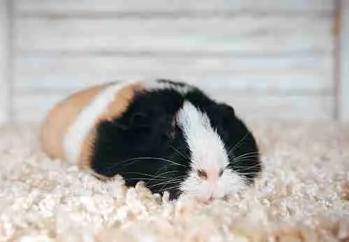 Guinea Pig Sleeping Alone on its Own Bed