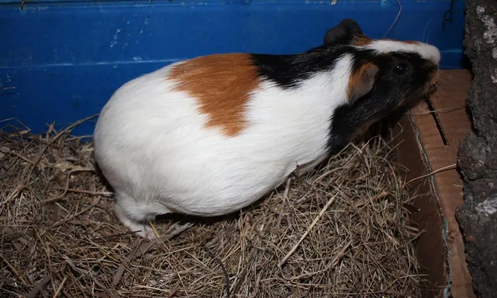 Pregnant Guinea Pig With Healthy Body