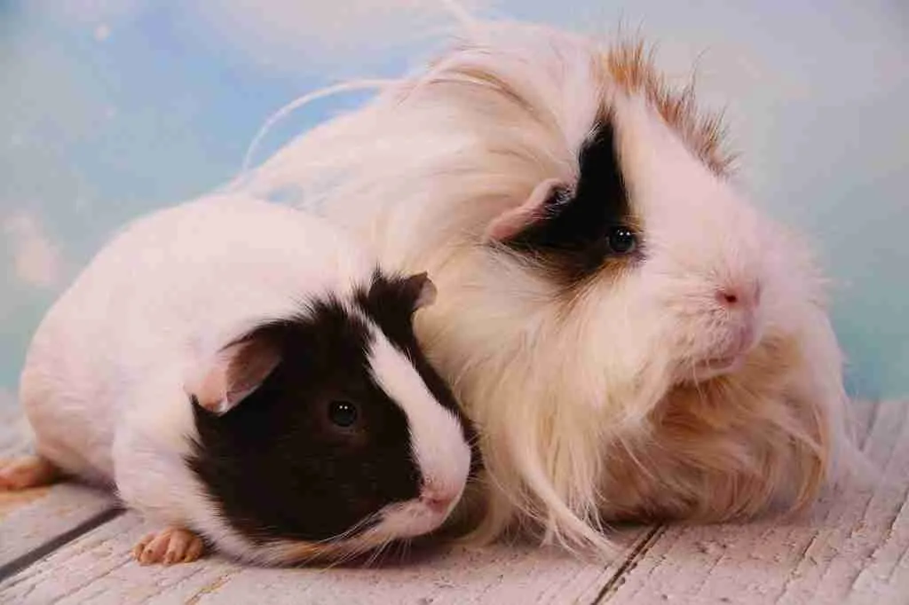 A Mother guinea pig and her baby