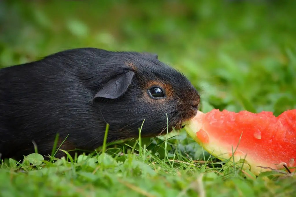 A guinea pig eating watermelon which helps to prevent hairballs