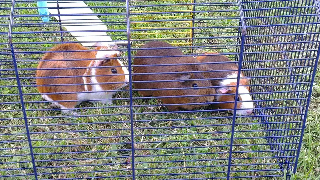 3 Guinea pigs in an outdoor cage