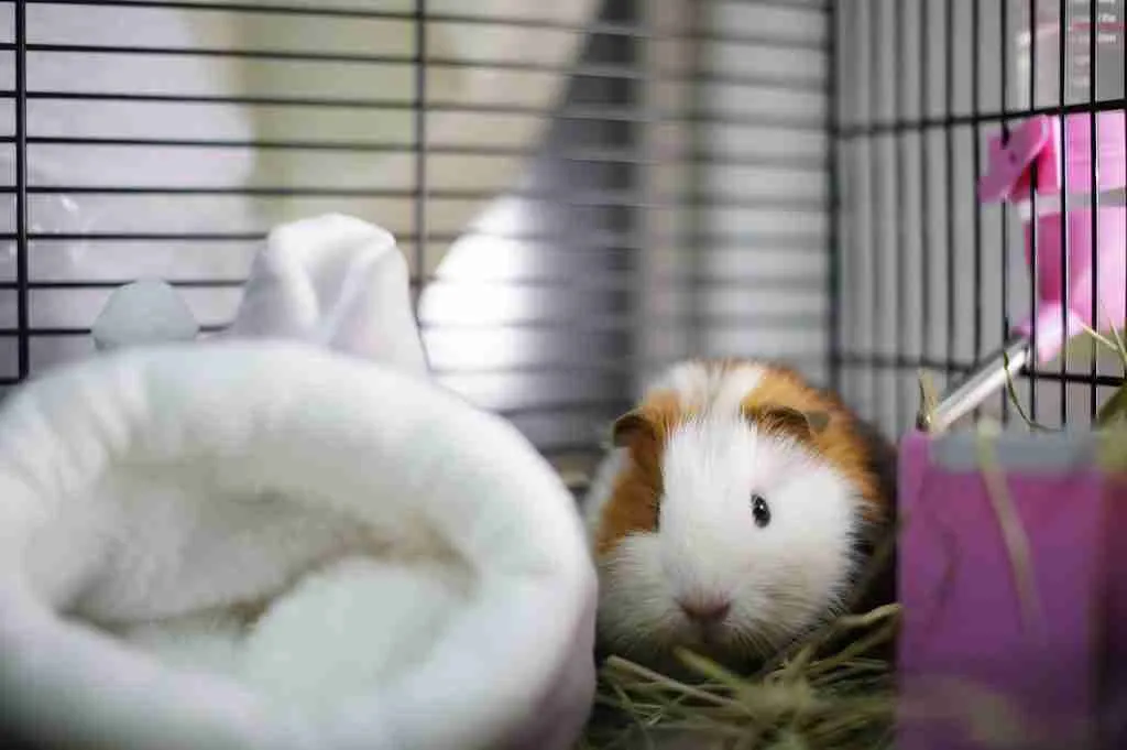 A guinea pig in an indoor cage