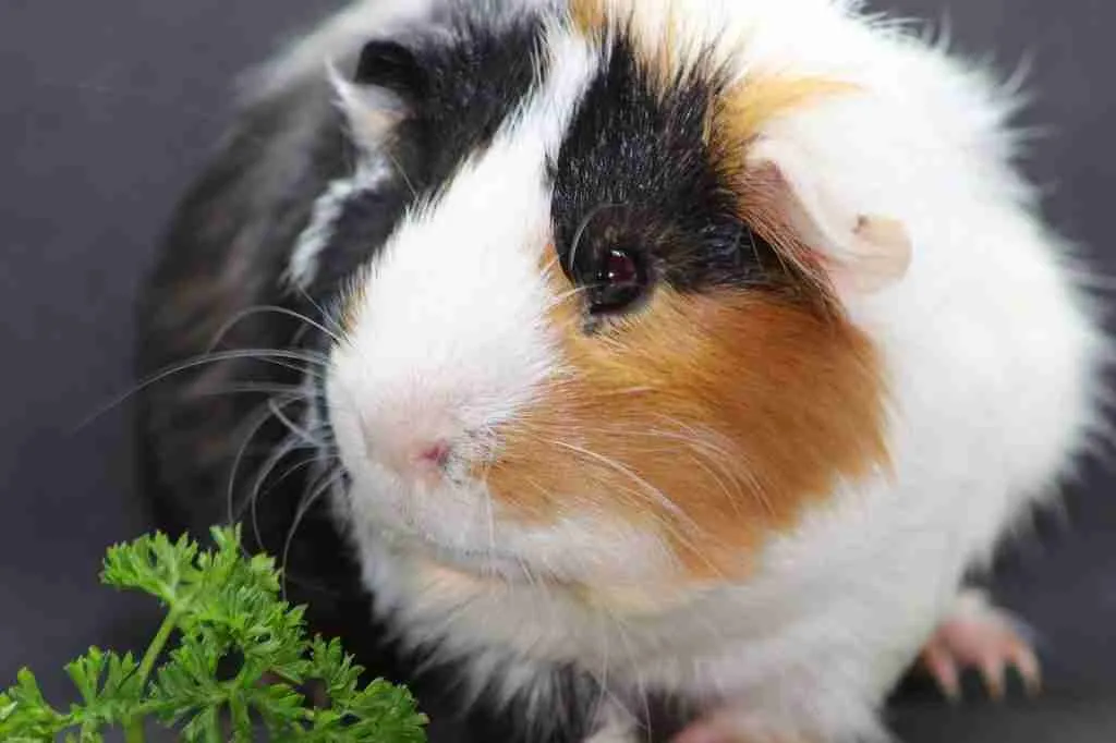 An Obese Guinea Pig