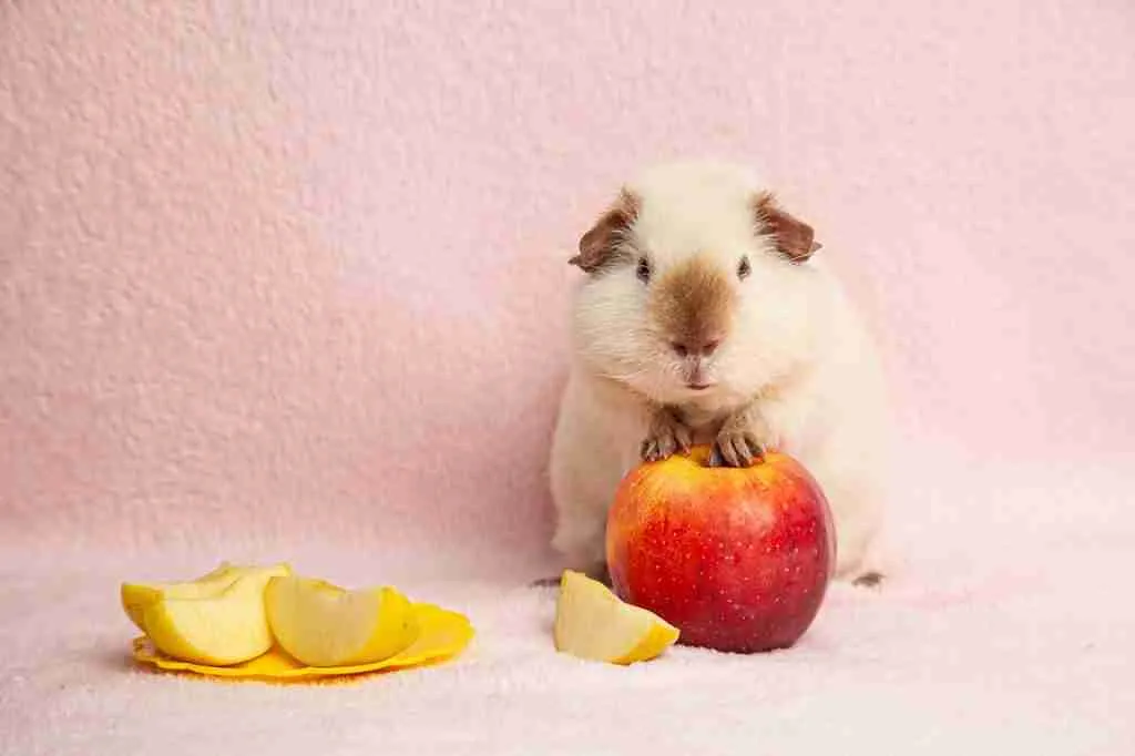 A guinea pig being rewarded with red apples 