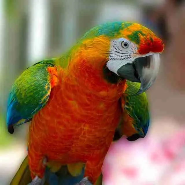 A colorful Macaw Bird