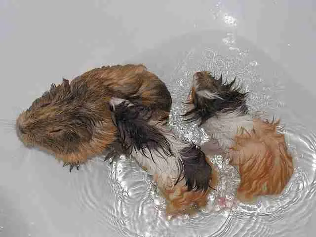 three guinea pigs getting a bath