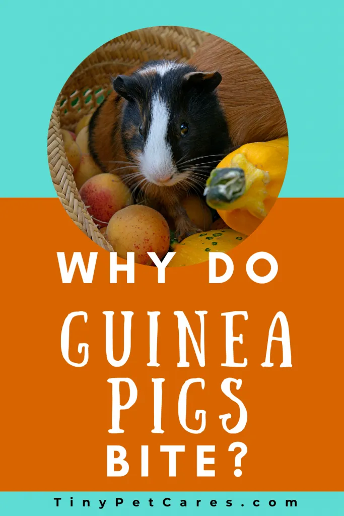 Pinterest Pin Do Guinea Pigs Bite