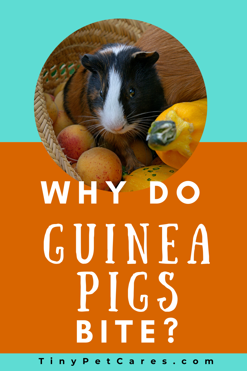 Do Guinea Pigs Bite? (5 Top Reasons Why Guinea Pigs Bite)