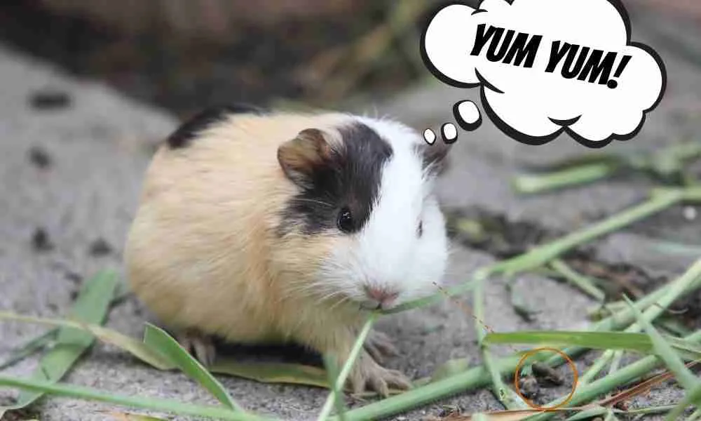 why-do-guinea-pigs-eat-their-own-poop-3-shocking-benefits