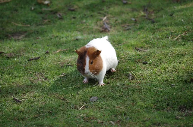 a guinea pig in a garden
