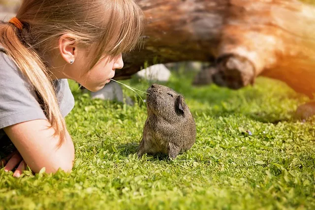 Guinea Pig playing with a girl