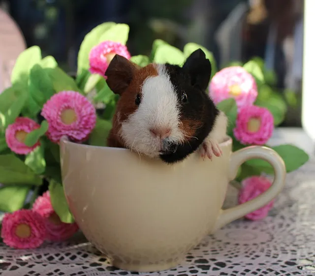 Guinea pig seeking attention from a tea cup