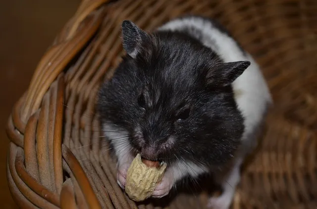 hamster eating peanut