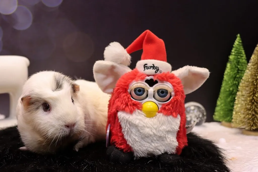 A Guinea Pig With A Stuffed Animal Toy
