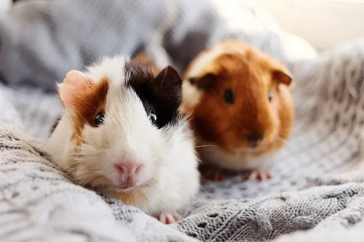 A Picture Showing Guinea Pigs Kept Together 