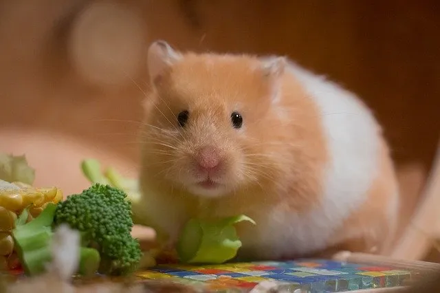 a cute little hamster