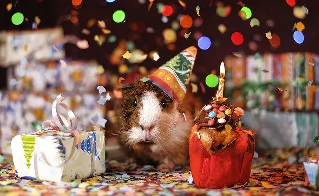 A guinea pig with a celebration cap, cup cake, and present
 