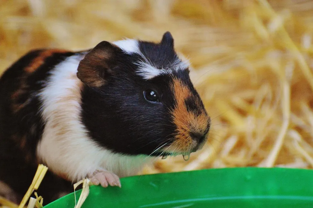 A Guinea Pig Drinking Water Which Can Prevent Bladder Stones
