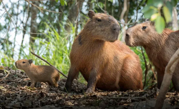 Capybaras - Relatives to Guinea Pigs