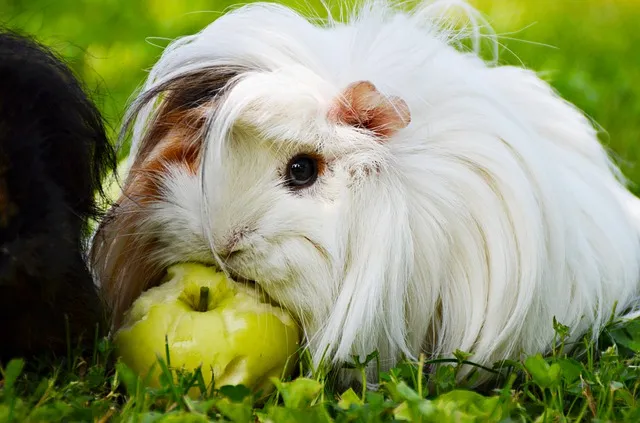 white Peruvian guinea pig