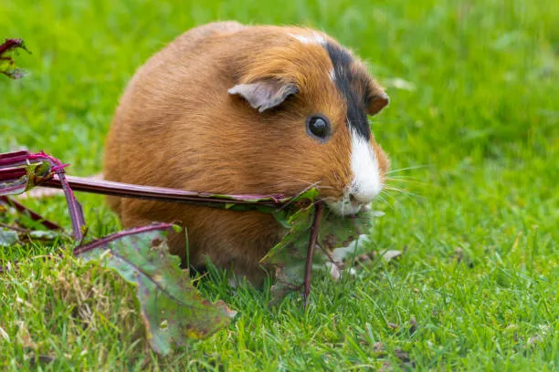Guinea Pig Eating Plant