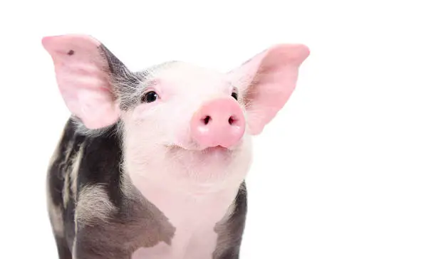 Pigs - Member of the Suidae Family
