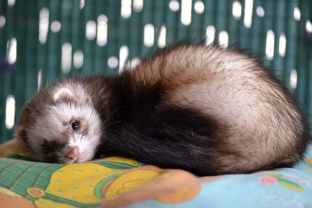 A Ferret Relaxing On A Bed