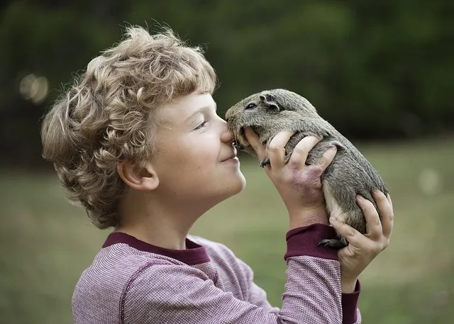 a boy loving his scared pet guinea pig 