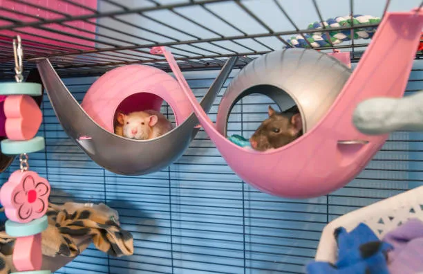 Rats in a Cage with Vertical Space