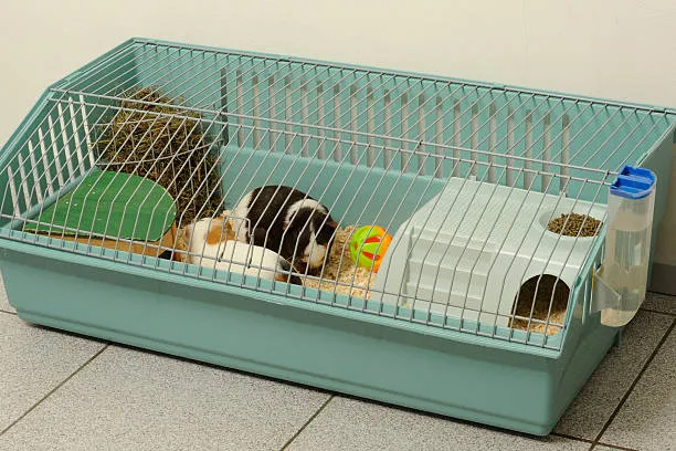 Guinea Pig in Cage with Horizontal Space