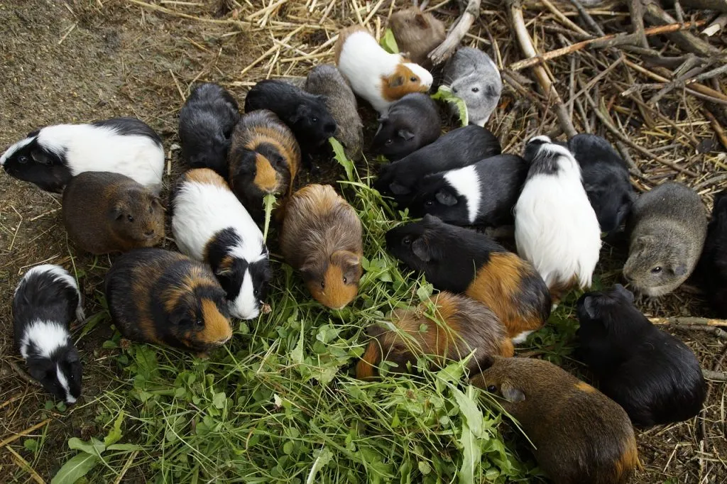 A Group Of Guinea Pigs Eating Together